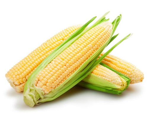 Corn - Sovia Exports
